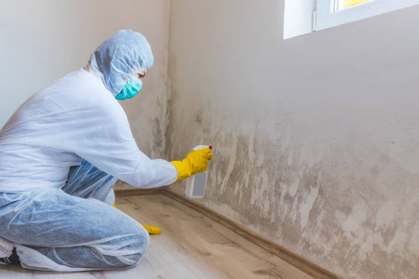 Licensed Commercial Mold Remediation service in Port Reading, NJ - WQB Mold Removal